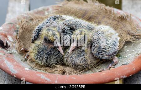 Ein Paar niedlicher Babytauben auf ihrem Nest aus nächster Nähe Stockfoto