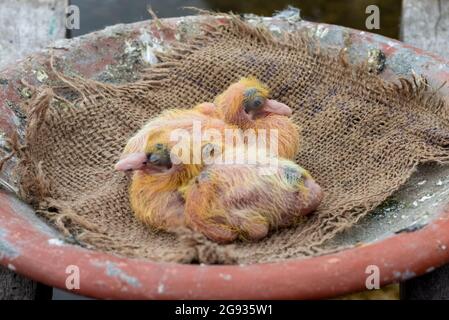 Ein Paar neugeborener Babytauben im Nest aus der Nähe Stockfoto