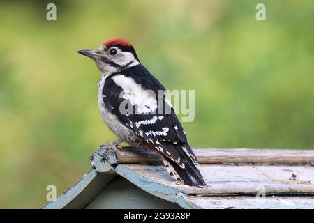 Juvenile Buntspecht Stockfoto