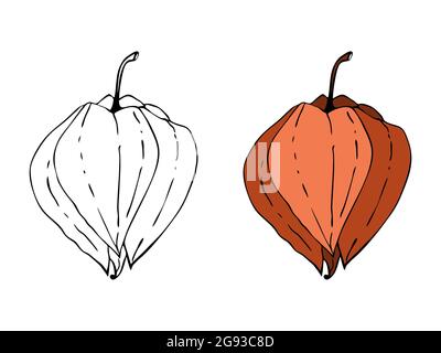 Physalis Kritzelnde Kontur Handzeichnung, isoliert auf weißem Hintergrund. Vektorgrafik Stock Vektor