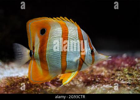 Copperband Butterflyfish Chelmon rostratus Stockfoto