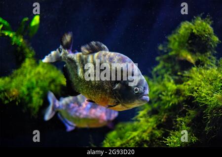 Rotbauchige Piranha Rotbauchige Piranha Stockfoto