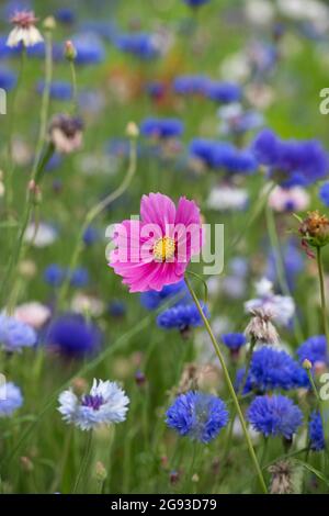 Cosmos bipinnatus Blume unter den Kornblumen Stockfoto