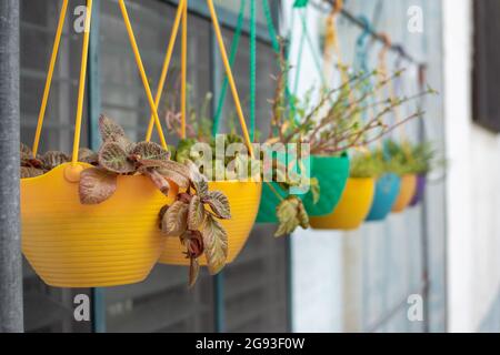 Hängende Pflanzen vor dem Haus. Stockfoto