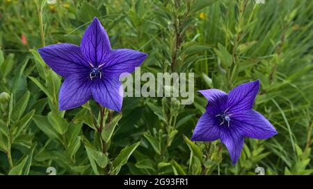 Blick auf zwei violett gefärbte violette Sternblumen (Glockenblume, campanula) mit strukturierter Blüte und grünen Blättern am sonnigen Sommertag in Esslingen am Neckar. Stockfoto