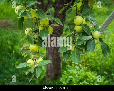 Äpfel auf einem Zweig Stockfoto