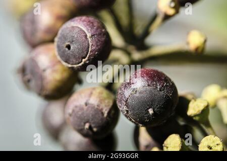 Selektive Fokusaufnahme von Efeu-Früchten (hedera Helix) Stockfoto