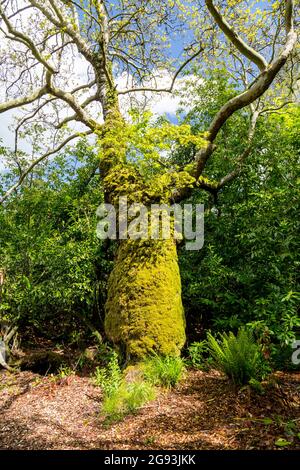 Eine mit Moos bedeckte Esche mit anderen Bäumen, die im Moos von Minterne Gardens, Dorset, England, Großbritannien, England, VEREINIGTES KÖNIGREICH Stockfoto