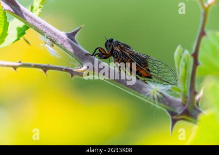 Insekt Cicadidae Familie von Zikaden auf Baumzweig Stockfoto