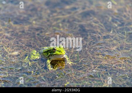 Ein Frosch, der in einem Sumpf sitzt Stockfoto