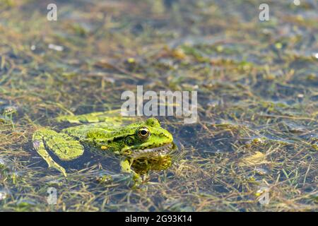 Ein Frosch, der in einem Sumpf sitzt Stockfoto