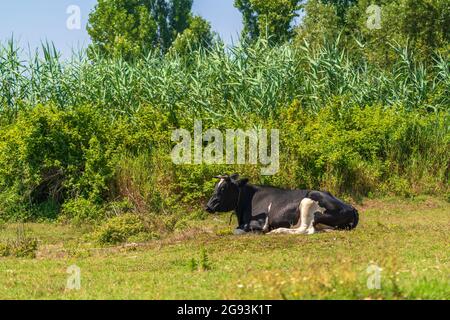 Kuh, die auf einem grünen Rasen ruht Stockfoto