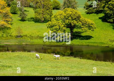 Pferde, die am See auf dem Fluss Cerne grasen und durch die Minterne House Gardens, Dorset, England, Großbritannien, fahren Stockfoto