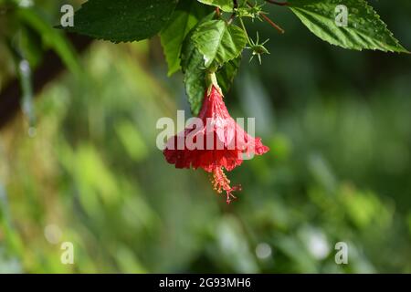 Am Abend blüht eine wunderschöne und isolierte Hibiskusrosenblume Stockfoto