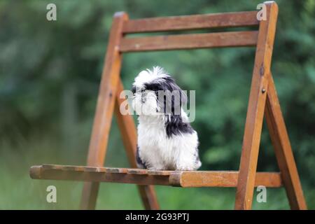 Shih Tzu Welpe von schwarz-weißer Farbe im Sommer Natur Stockfoto