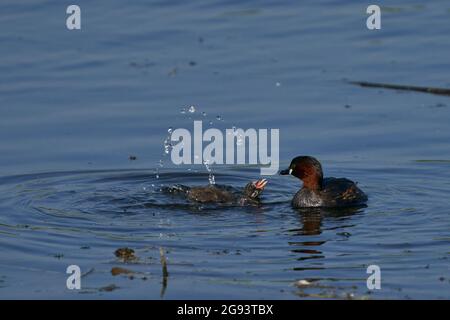 Little Grebe (Tachybaptus ruficollis) füttert sein Küken an einem See an der Ham Wall in Somerset, Großbritannien. Stockfoto