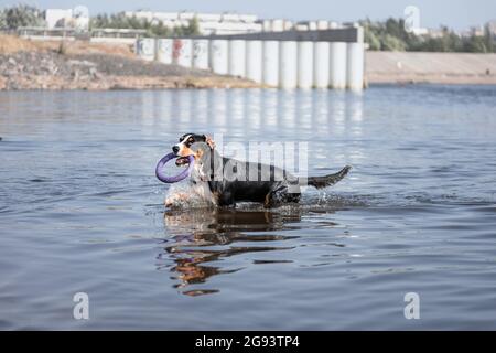 Junghund der Entlebucher Sennenhund Rasse hält Puller im Wasser Stockfoto