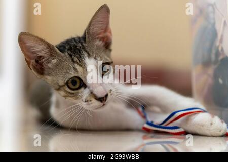 Niedliche Katze, die sich auf Fliesen legt und drinnen aufschaut. Stockfoto