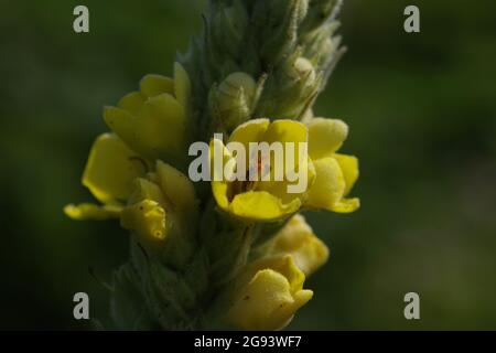 Nahaufnahme einer Fliege oder eines fliegenden Insekts, das Pollen auf orangefarbenen Staubfäden einer gelben Königskerze frisst Stockfoto