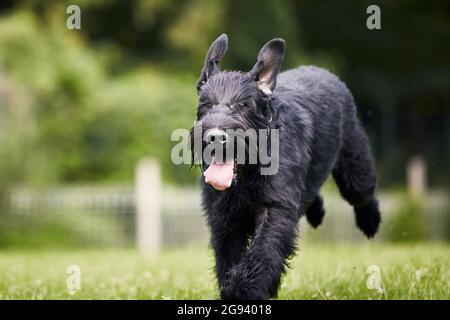 Hund läuft im Gras. Schwarzer Riesenschnauzer, der während des Sommers auf der Wiese sprintet. Stockfoto