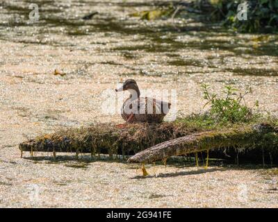 Weibliche Stockente sitzt auf ihrem Nest im Wasser und genießt die aufgehende Sonne Stockfoto