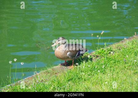 Mallard-Weibchen, Diese Art ist in den gemäßigten und subtropischen Gewässern Nordamerikas, Asiens und Europas verbreitet Stockfoto