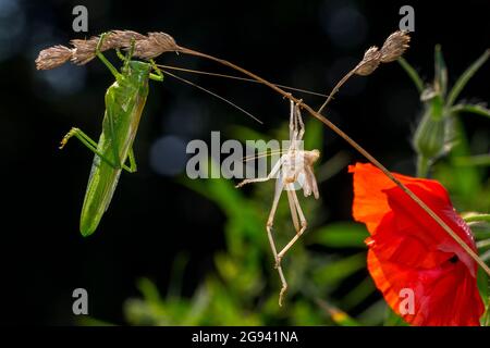 Große grüne Busch-Cricket (Tettigonia viridissima) erwachsenen Weibchen / Imago und Mauser der Nymphe Stadium hängen von Gras Stamm in Wiese Stockfoto
