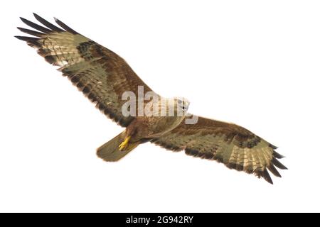 Greifvögel - langbeiniger Bussard, Buteo rufinus, im Flug. Isoliert auf Weiß. Stockfoto
