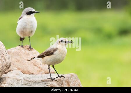 Weibliches Nordpfeifchen, Oenanthe oenanthe mit Futter für die Küken und männlichem Vogel im Hintergrund. Stockfoto