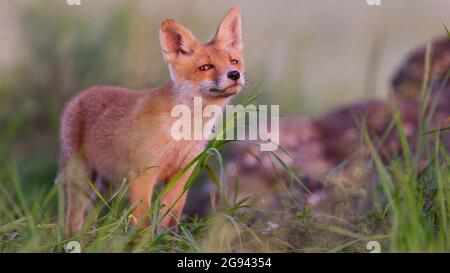Niedliches junges Fuchsjunge in der Nähe des Baus. Vulpes vulpes. Stockfoto