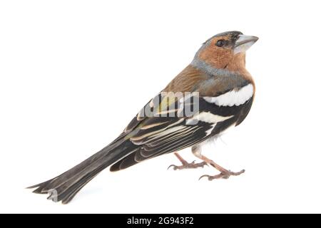 Männlicher Chaffinch, Fringilla Coelebs, isoliert auf weißem Hintergrund Stockfoto