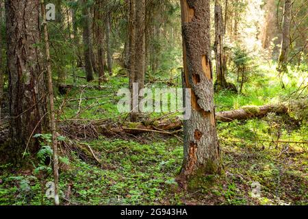 Grüner und üppiger sommerlicher alter urwüchsiger borealer Wald in Estland, Nordeuropa. Stockfoto