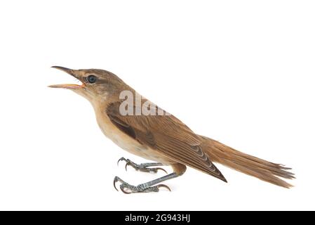 Junger großer Schilfrohrsänger isoliert auf weißem Hintergrund. Acrocephalus arundinaceus. Stockfoto