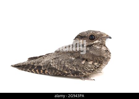 European Nightjar, Caprimulgus europaeus, vorne, isoliert auf weißem Hintergrund. Stockfoto