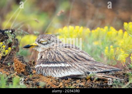 Der eurasische Steincurlew Burhinus oedicnemus sitzt auf dem Nest und schläft. Stockfoto