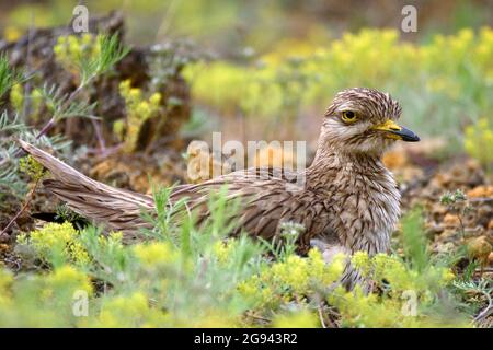 Der eurasische Steincurlew Burhinus oedicnemus sitzt auf dem Nest und schaut auf die Kamera. Stockfoto