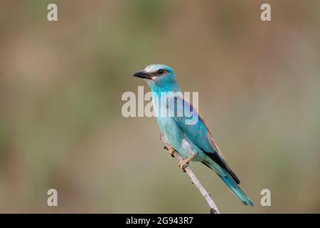 European Roller Coracias Garrulus Vogelportrait. In freier Wildbahn. Stockfoto