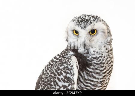 Porträt der Schneeule, Bubo scandiacus. Nahaufnahme. Stockfoto