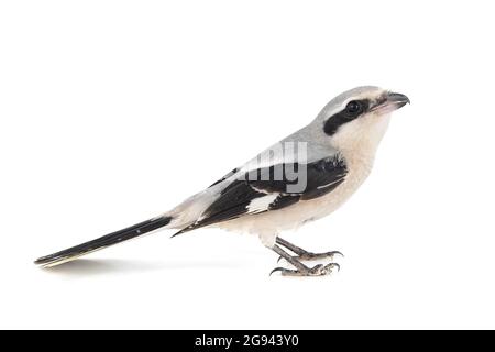 Nordgrauwürger isoliert auf weißem Hintergrund, Lanius Excubitor. Stockfoto