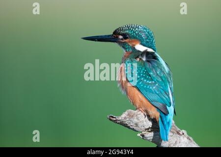 Vogel-Eisvögel Alcedo atthis close up. Stockfoto