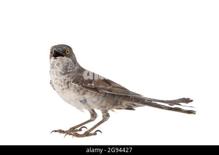 Barred Warbler, Sylvia nisoria, isoliert auf weißem Hintergrund Stockfoto