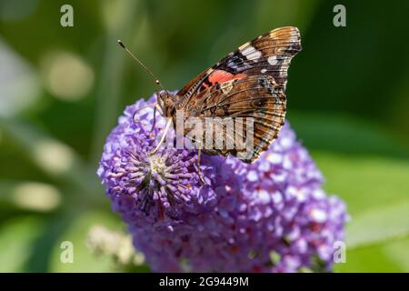 Ein Vanessa atalanta Schmetterling mit gewellter Zunge, der auf einer Sommer-Flieder-Schmetterling-Busch-Blume sitzt Stockfoto