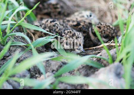 Vanellus vanellus schlüpfte gerade im Nest auf einem landwirtschaftlichen Feld in Europa. Stockfoto