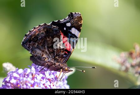 Ein Vanessa atalanta Schmetterling, der Nektar aus einer Sommer-Flieder-Schmetterling-Busch-Blume füttert Stockfoto