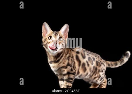 Kätzchen einer bengalischen Katze mit einer isolierten Zunge auf schwarzem Hintergrund Stockfoto