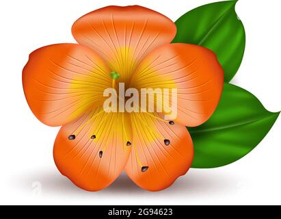 Vektor realistische tropische hawaiianische Blume. Orangefarbenes Hibiskus isoliertes Objekt auf weißem Hintergrund. Sommerparadies. Botanische Darstellung der Natur. Stock Vektor