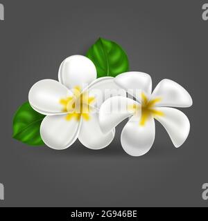 Vektor realistische tropische hawaiianische Blume plumeria. Weiß-gelbes isoliertes Objekt frangipani auf dunklem Hintergrund. Sommerparadies. Botanische Natur il Stock Vektor