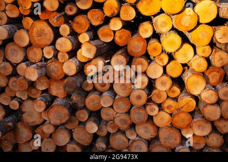 Frisch geschnittenes und gestapeltes Birkenholz als Rohstoff für die Holzindustrie in Estland. Stockfoto