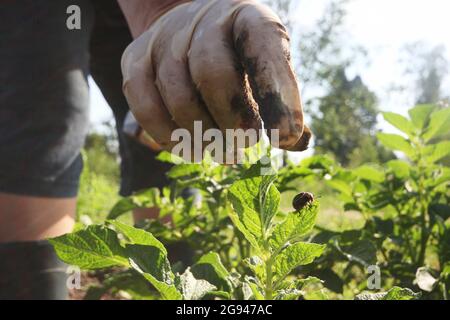 Pflücken von Kartoffelkäfern aus Colorado, Leptinotarsa decemlineata aus Kartoffeln. Stockfoto