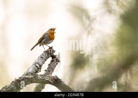 Männlicher Europäischer Rotkehlchen, Erithacus rubecula, thronte und sang während eines frühen Frühlingstages in Estland. Stockfoto